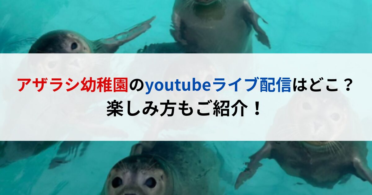 アザラシ幼稚園のyoutubeライブ配信はどこ？楽しみ方もご紹介！